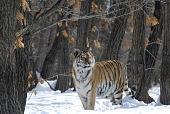 Россия — царство тигров, медведей и вулканов трейлер (2011)