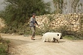 Перелетные свиньи трейлер (2011)