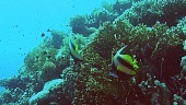 Коралловый риф 3D трейлер (2011)