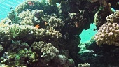 Коралловый риф 3D (2011)