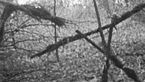 Ведьма из Блэр: Курсовая с того света (1999)