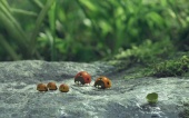 Букашки. Приключение в Долине муравьев трейлер (2013)