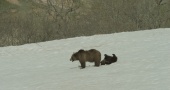 Земля медведей трейлер (2013)