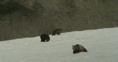 Земля медведей трейлер (2013)