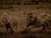 Последние львы трейлер (2011)