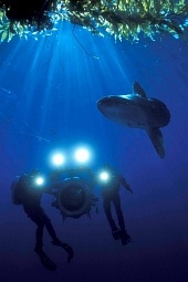 Тайны подводного мира 3D трейлер (2006)
